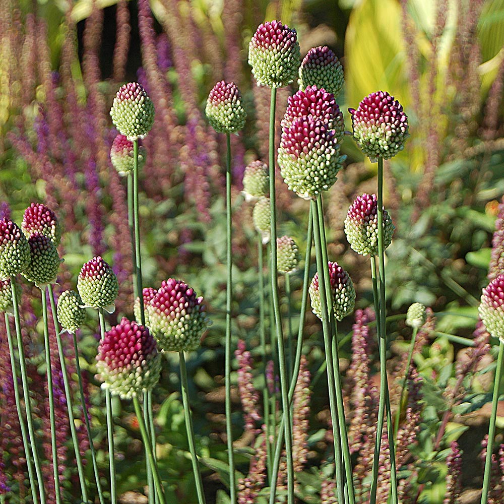 Allium sphaerocephalon