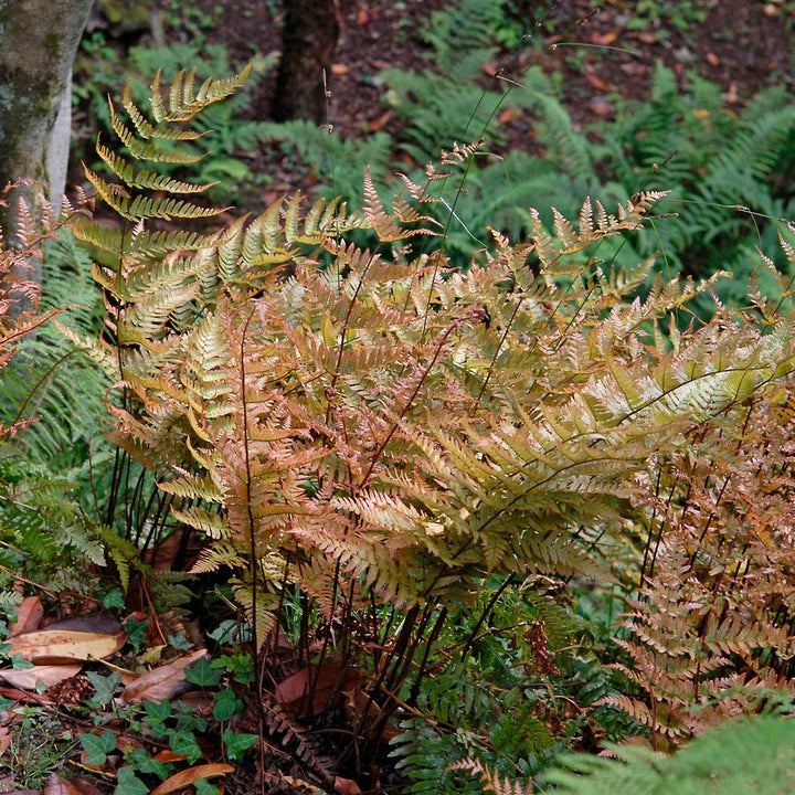 Dryopteris erythrosora 'Brilliance'