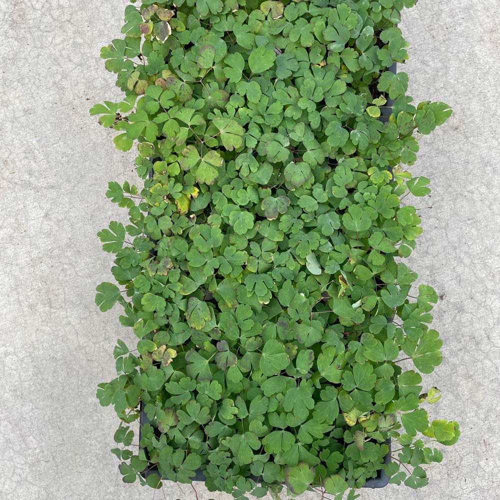 Aquilegia canadensis, tray of 32 plugs