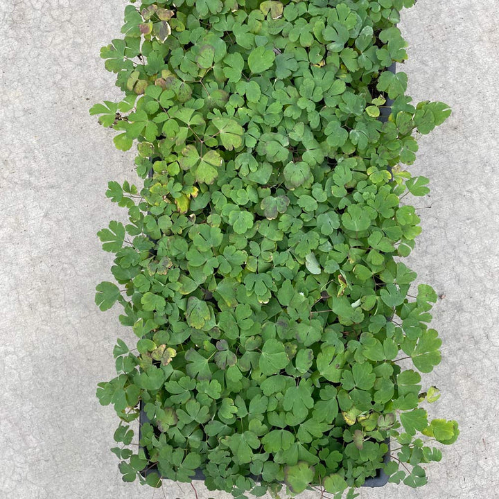 Aquilegia canadensis, tray of 32 plugs
