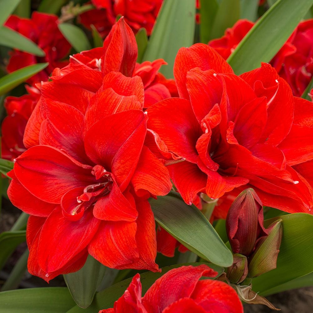 Amaryllis 'Cherry Nymph,' one bulb in nursery pot