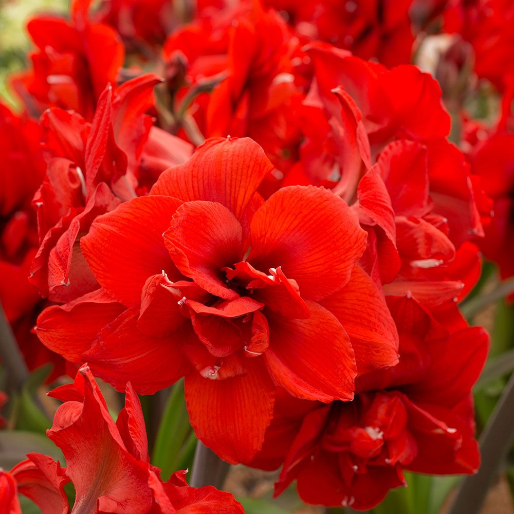 Amaryllis 'Double King,' one bulb in nursery pot