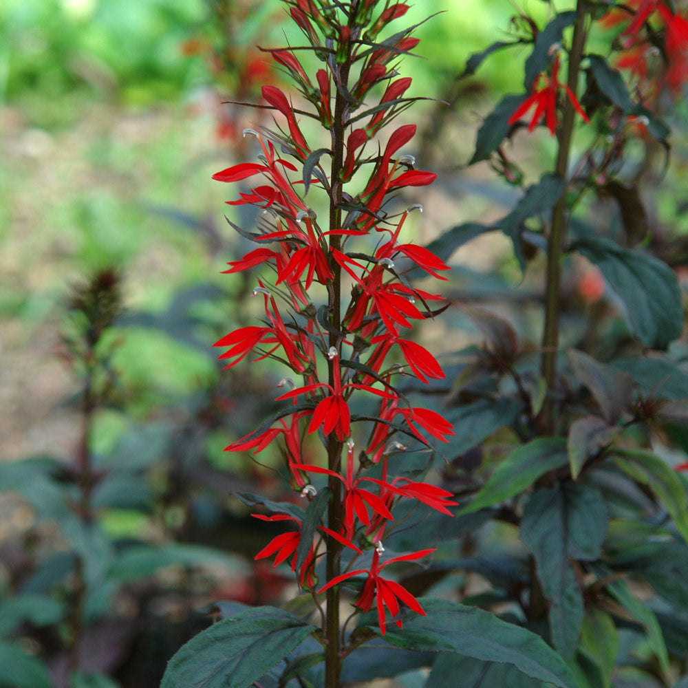 Lobelia cardinalis 'Black Truffle'