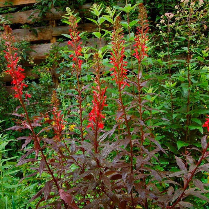 Lobelia cardinalis 'Black Truffle'