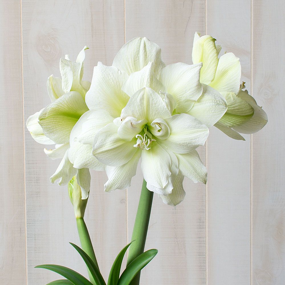 Amaryllis 'Marilyn,' one bulb in nursery pot