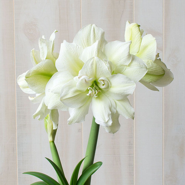 Amaryllis 'Marilyn,' one bulb in nursery pot