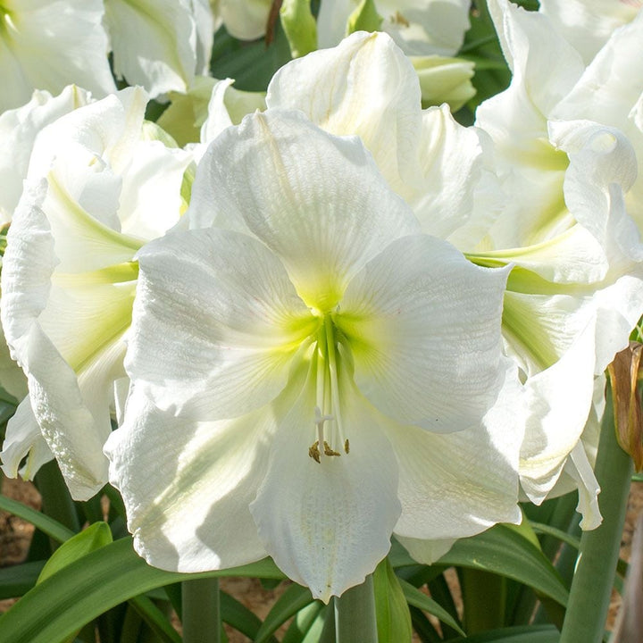 Amaryllis 'Moscow,' one bulb in nursery pot