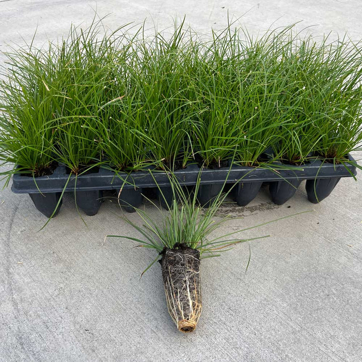 Carex pensylvanica, tray of 32 plugs