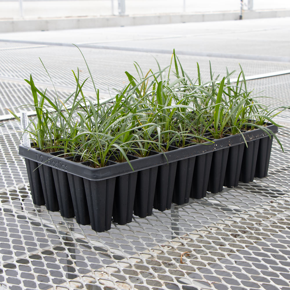 Liatris spicata, tray of 50 plugs