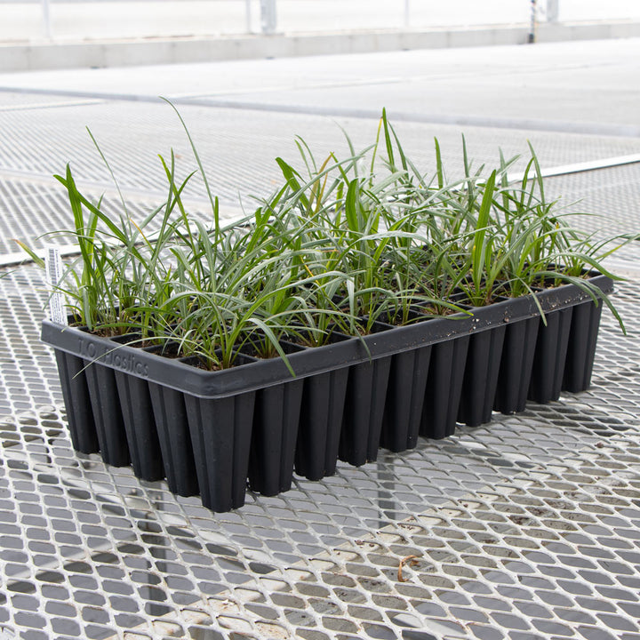 Liatris spicata, tray of 50 plugs