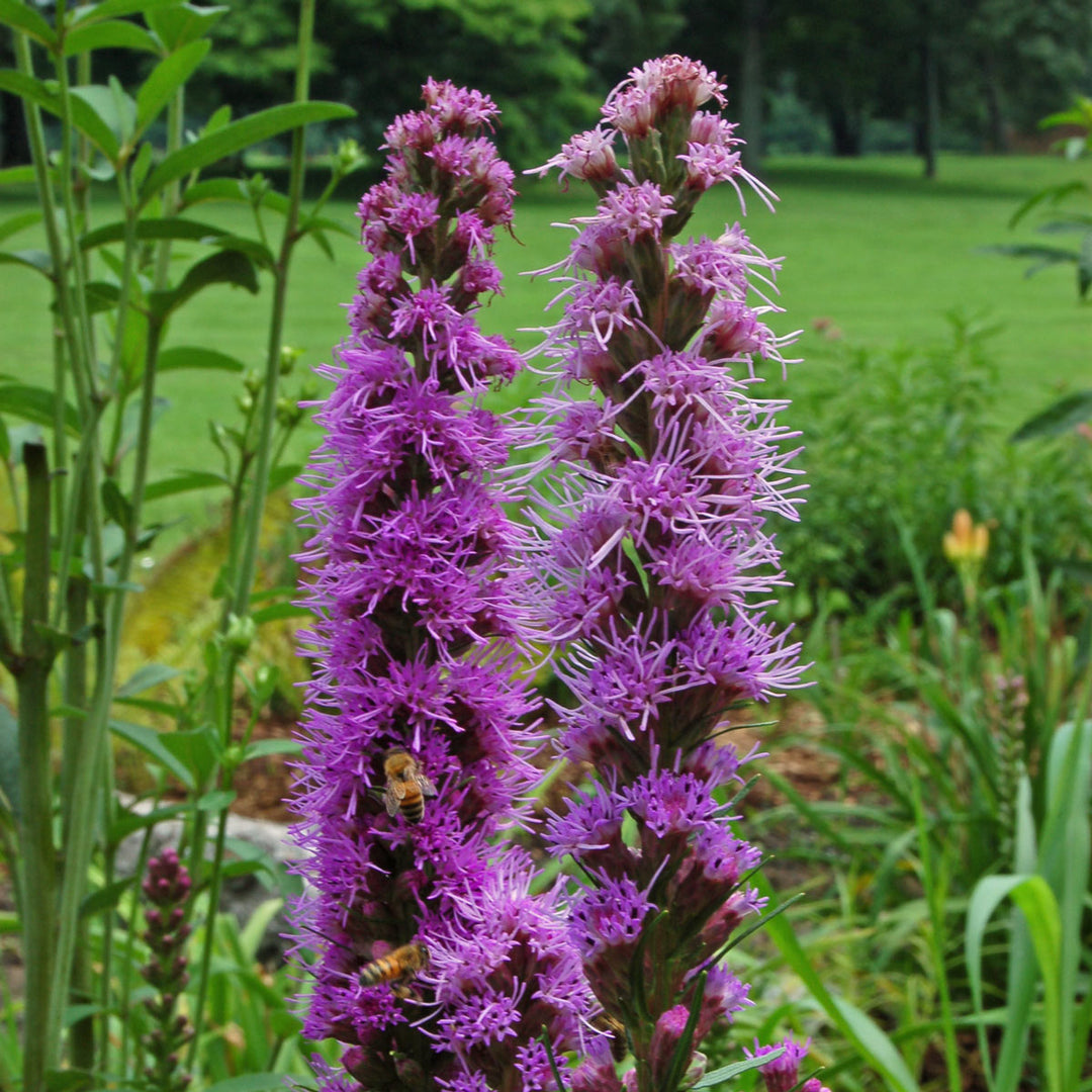 Liatris spicata, tray of 50 plugs