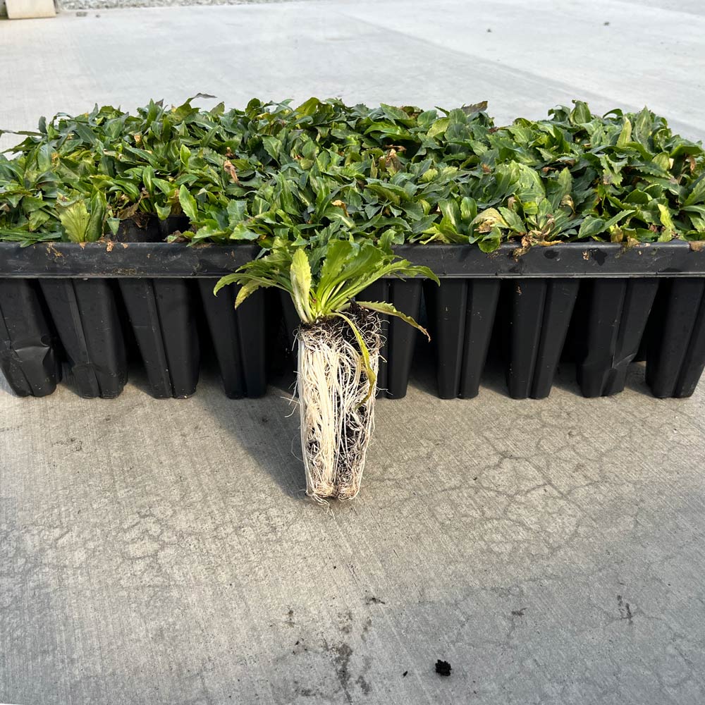 Lobelia cardinalis, tray of 50 plugs