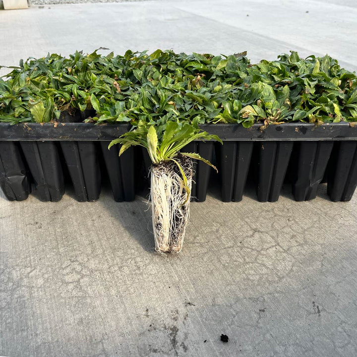 Lobelia cardinalis, tray of 50 plugs