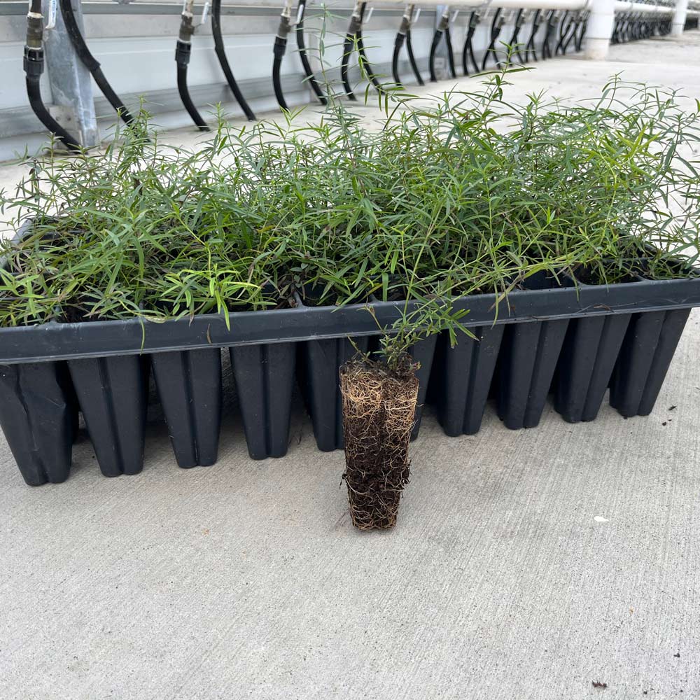 Pycnanthemum tenuifolium, tray of 50 plugs