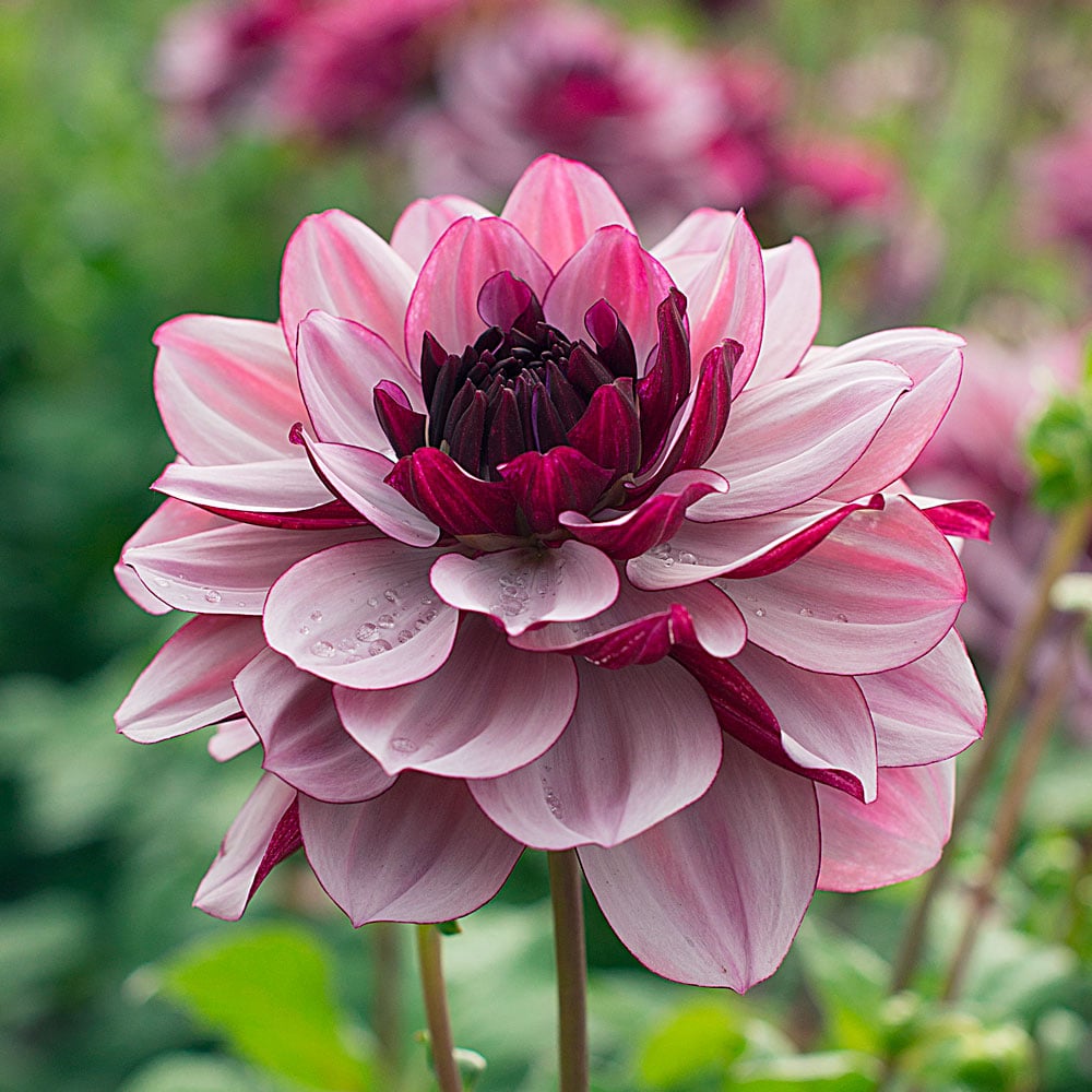 Dahlia 'Crème de Cassis'