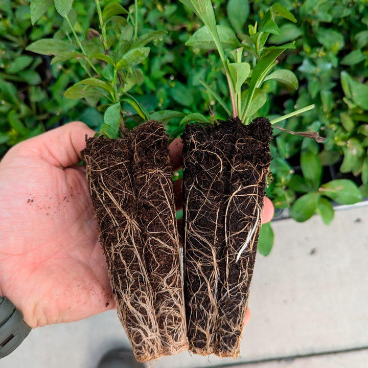 Symphyotrichum cordifolium, tray of 50 plugs