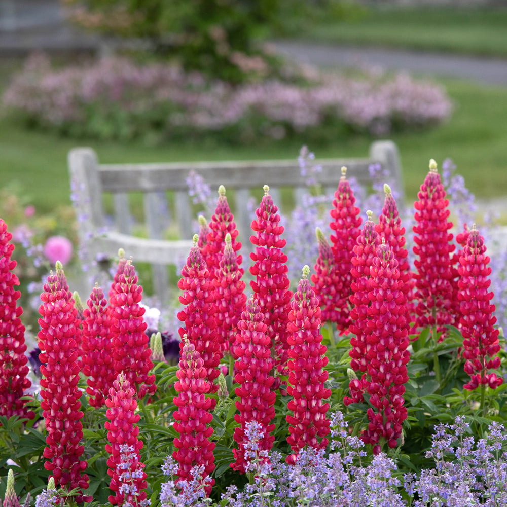 Lupinus Westcountry™ 'Red Rum'
