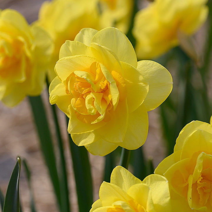 Narcissus 'Crackington'