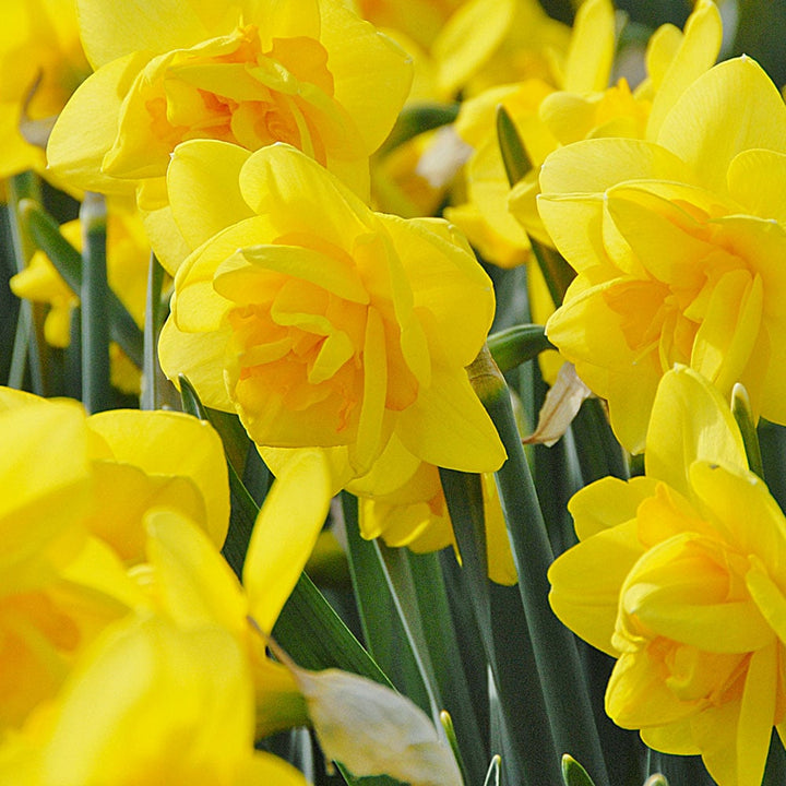 Narcissus 'Crackington'