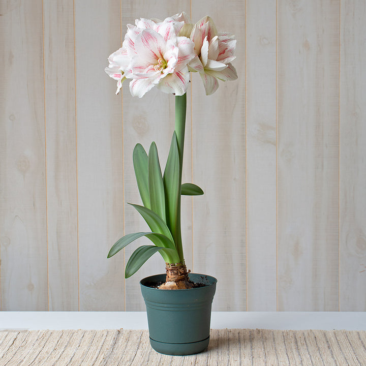 Amaryllis 'Aquaro,' one bulb in nursery pot