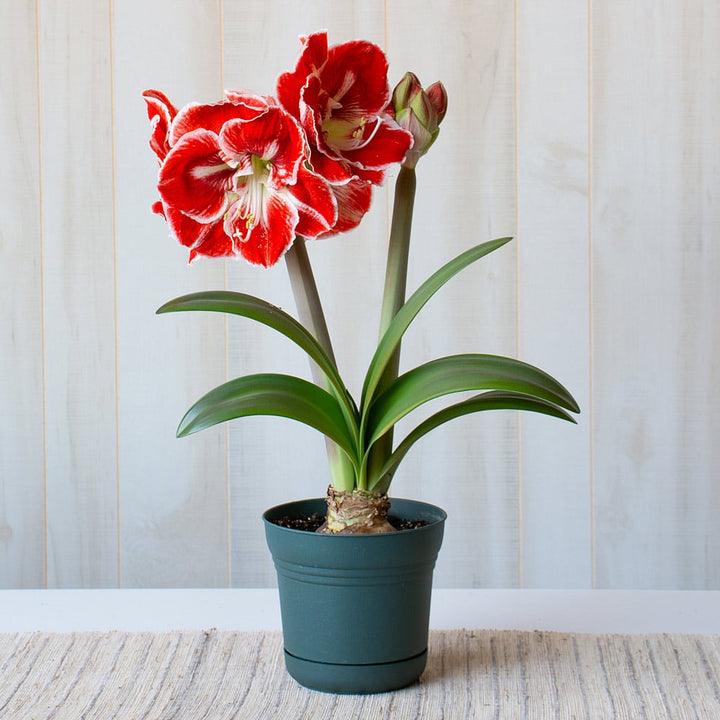 Amaryllis 'Samba,' one bulb in nursery pot