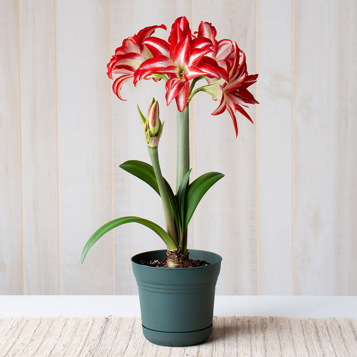 Amaryllis 'Splash,' one bulb in nursery pot