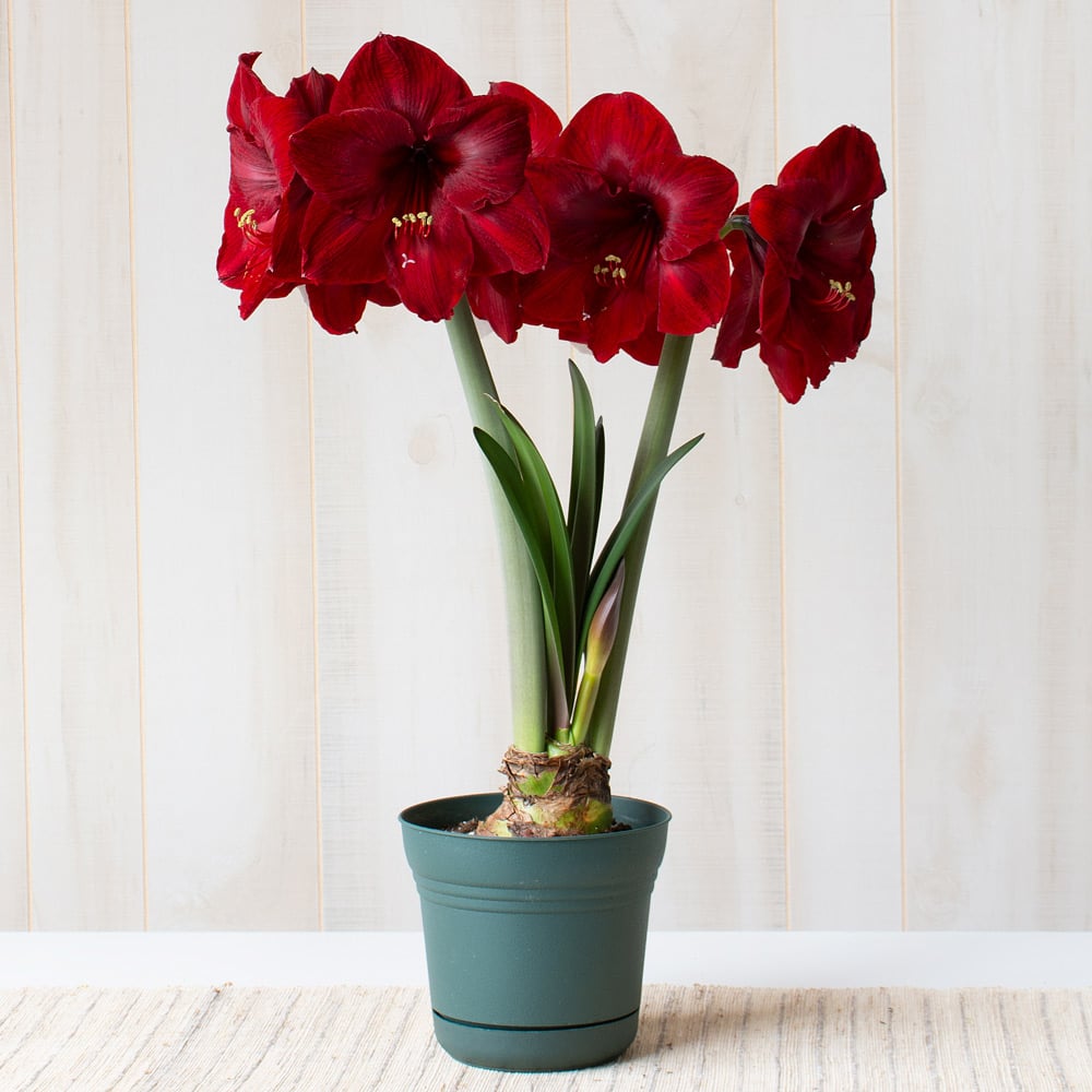 Amaryllis 'Red Reality,' one bulb in nursery pot