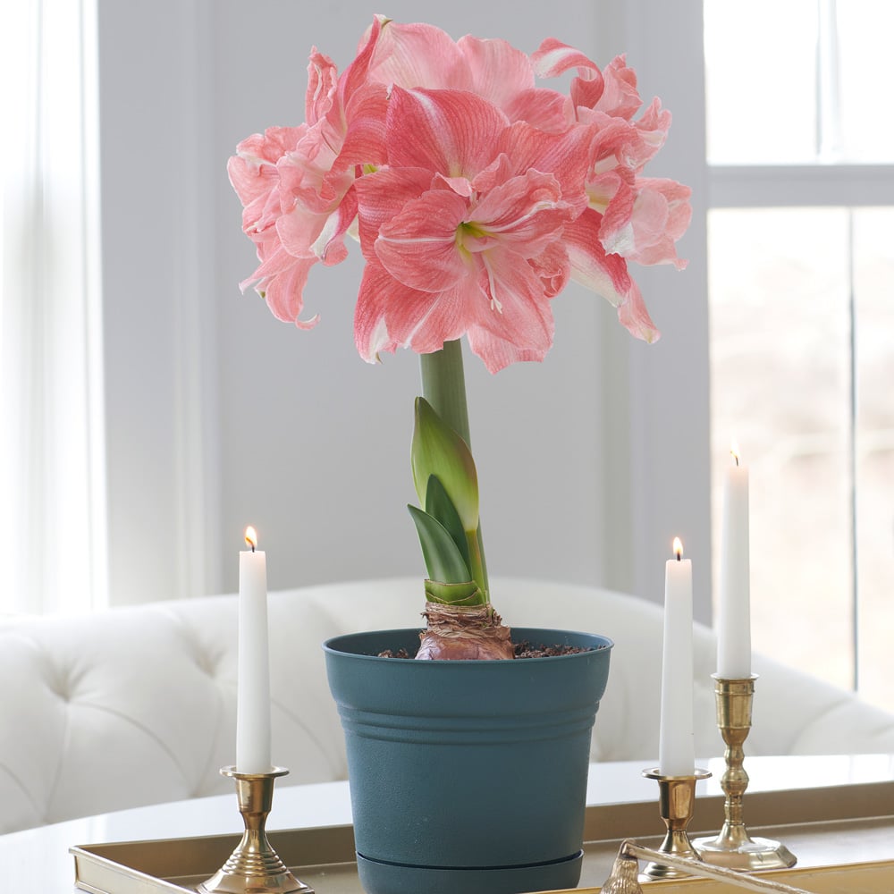 Amaryllis 'Rozetta,' one bulb in nursery pot