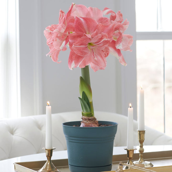 Amaryllis 'Rozetta,' one bulb in nursery pot