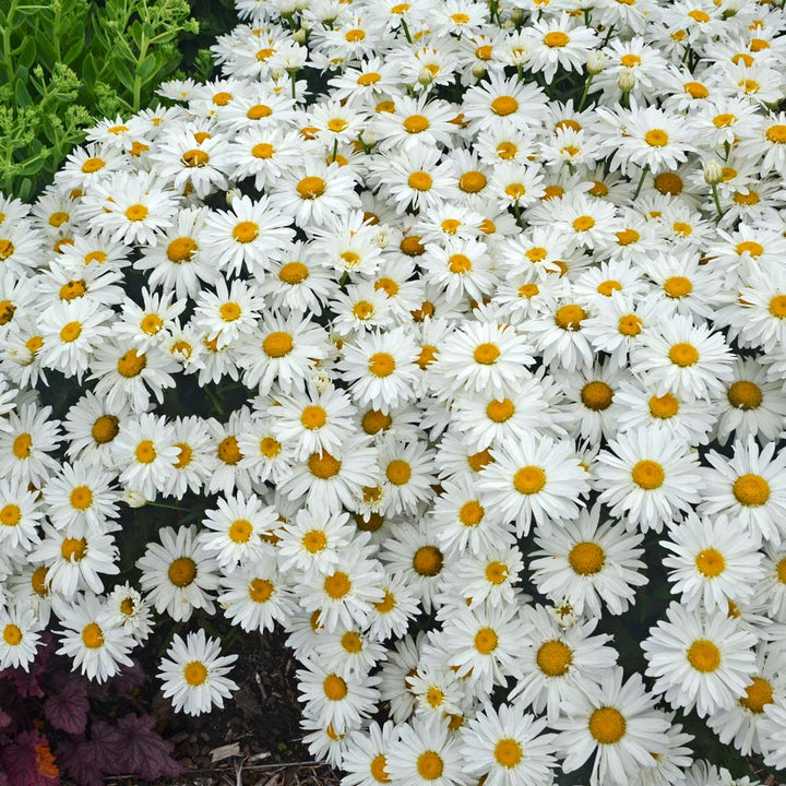 Leucanthemum x superbum 'Whoops-a-Daisy'