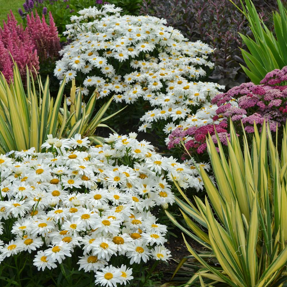 Leucanthemum x superbum 'Whoops-a-Daisy'