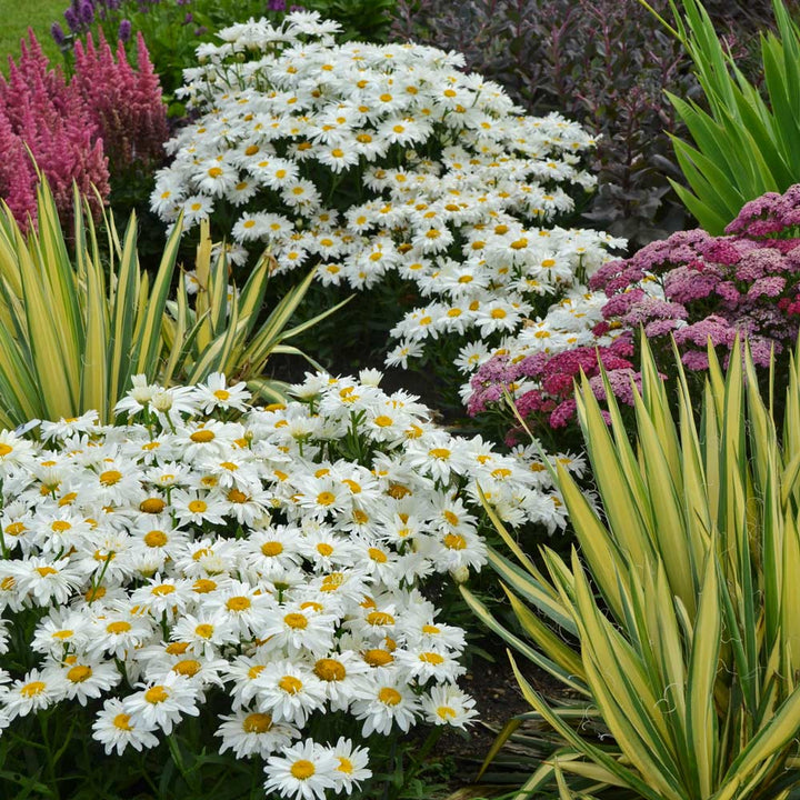Leucanthemum x superbum 'Whoops-a-Daisy'