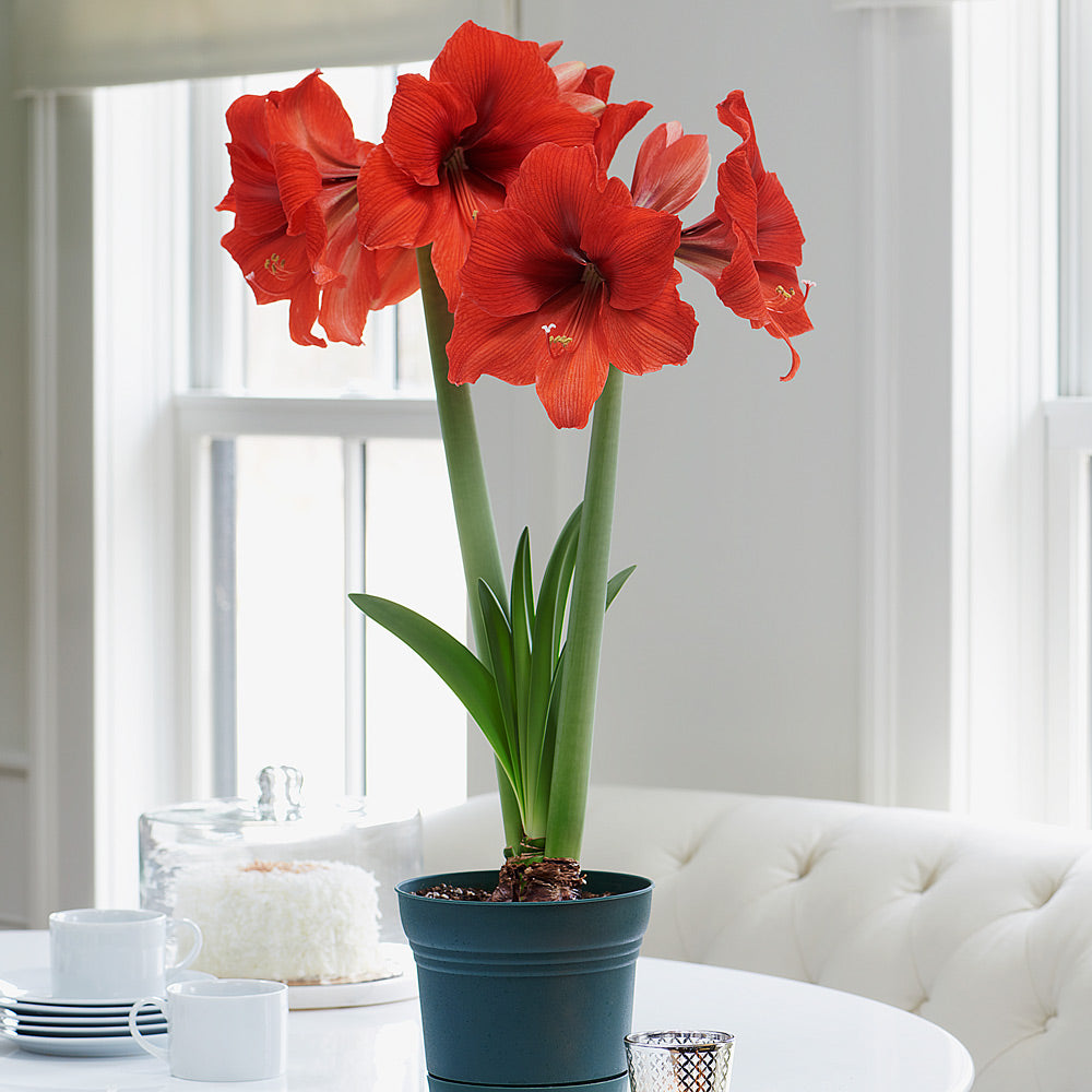 Amaryllis 'Gold Medal,' one bulb in nursery pot