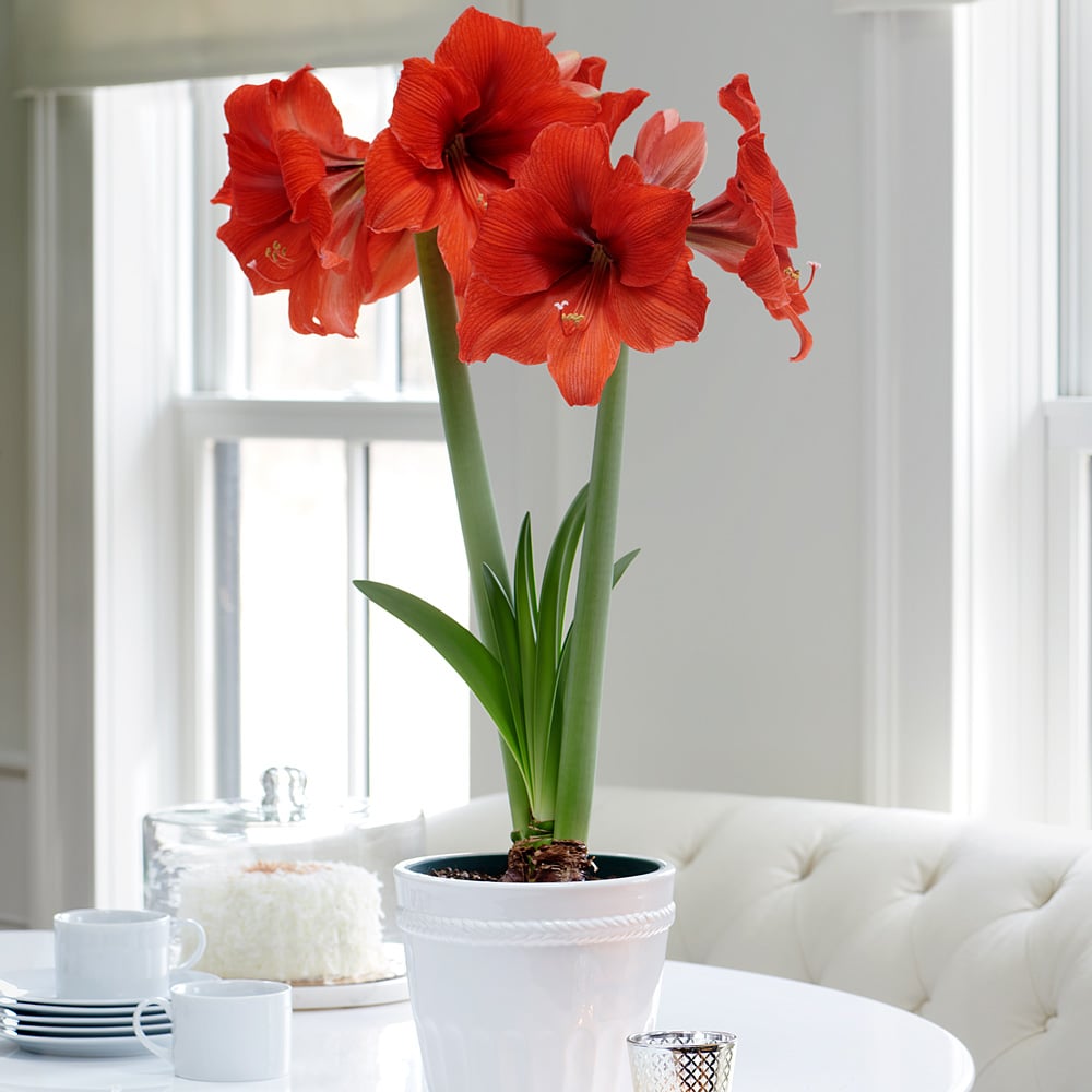 Amaryllis 'Gold Medal,' one bulb in white ceramic cachepot
