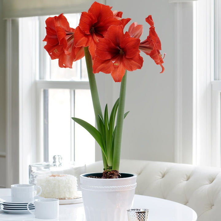 Amaryllis 'Gold Medal,' one bulb in white ceramic cachepot