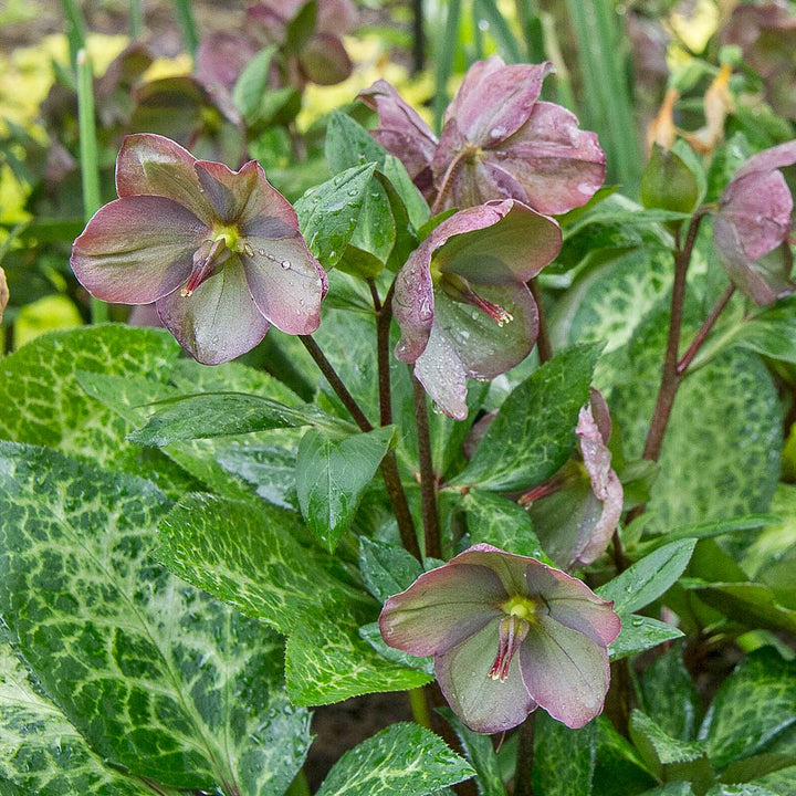 Helleborus Frostkiss® Penny's Pink