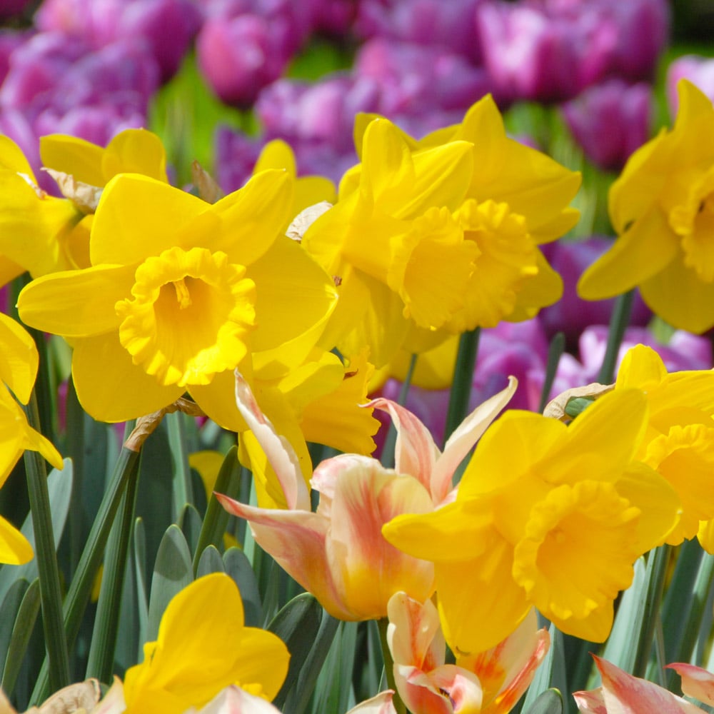 Narcissus 'Queen Beatrix'