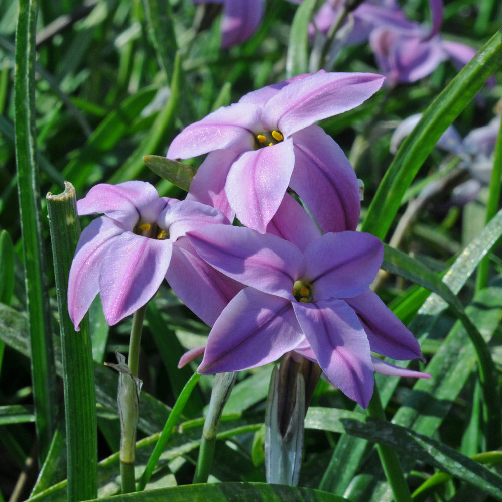 Ipheion uniflorum 'Charlotte Bishop'