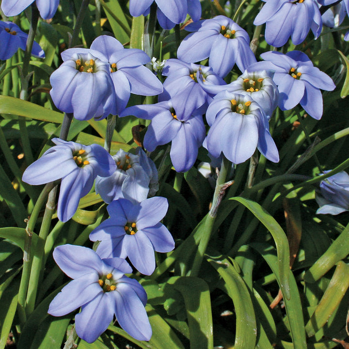 Ipheion 'Rolf Fiedler'