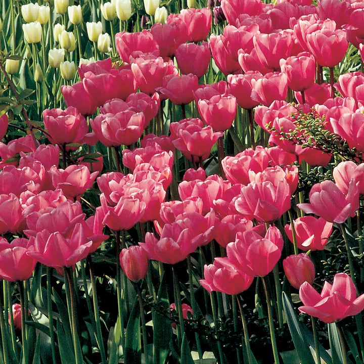 White Flower Farm Pink Perennial Tulip