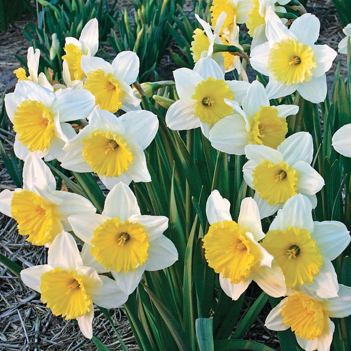 Weatherproof Large-Cupped Daffodil Mix
