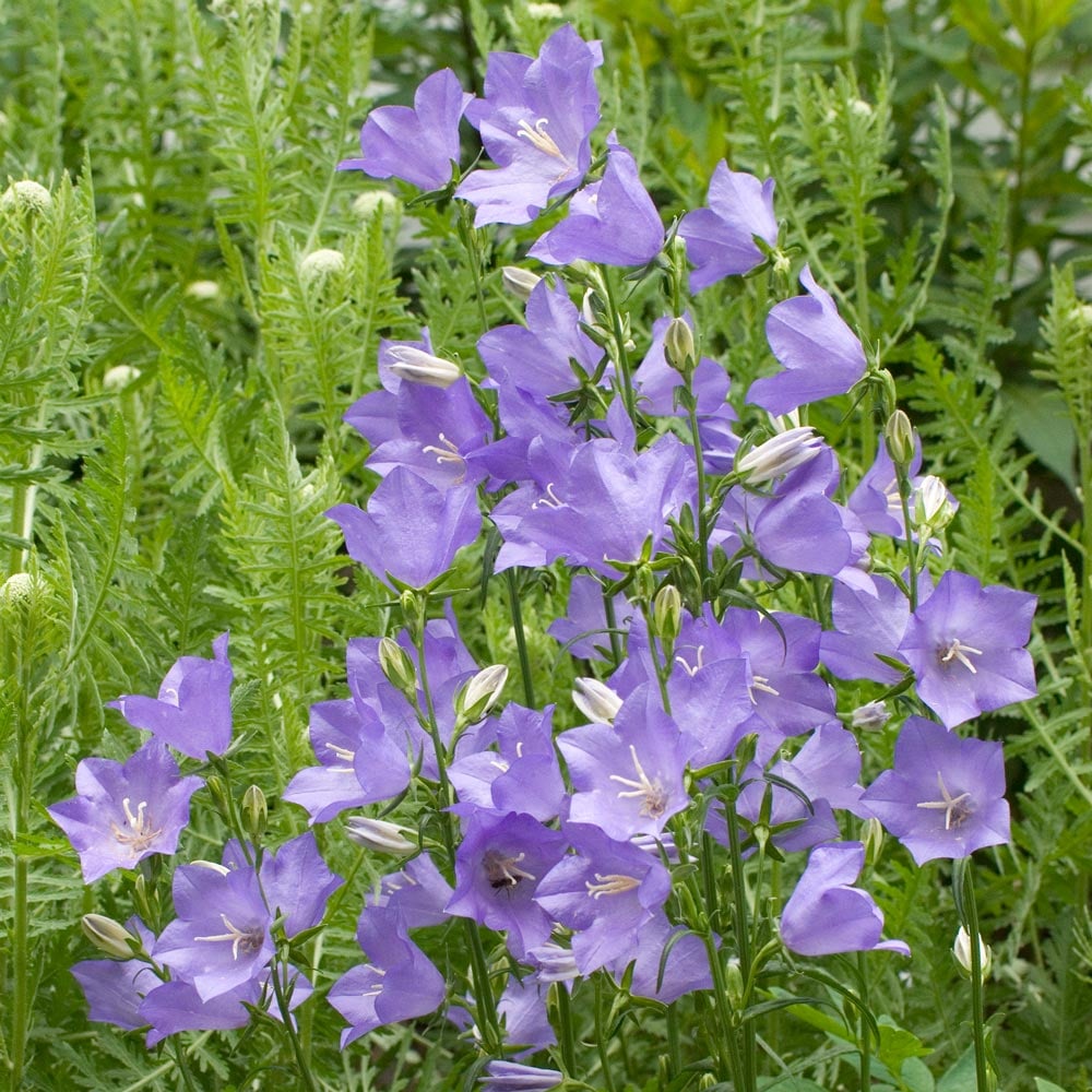 Campanula persicifolia 'Telham Beauty'