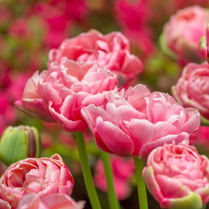 Tulip 'Wedding Gift'