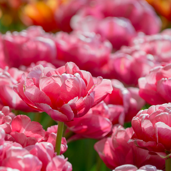 Tulip 'Wedding Gift'