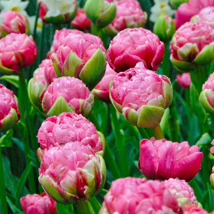 Tulip 'Wedding Gift'