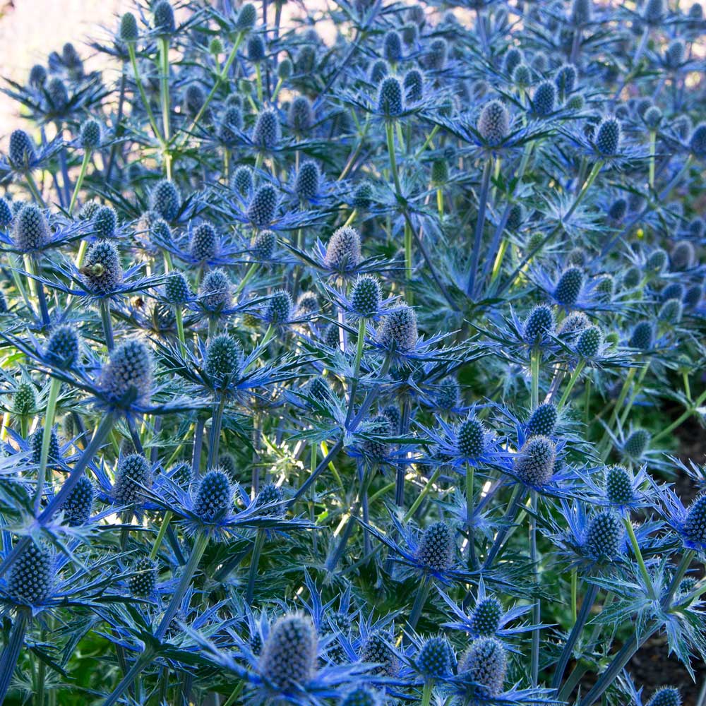 Eryngium 'Big Blue'