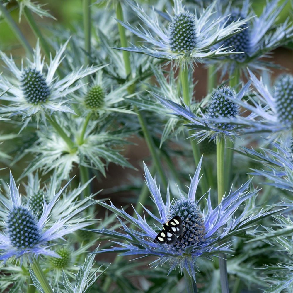 Eryngium 'Big Blue'