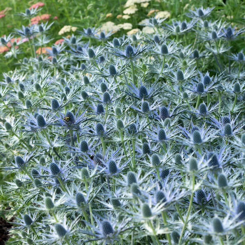 Eryngium 'Big Blue'