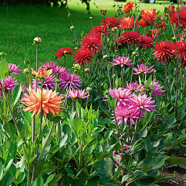 Karma Dahlia Collection - 4 Tubers