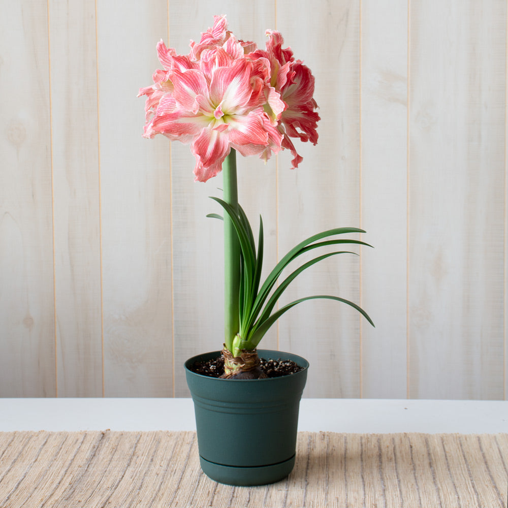 Amaryllis 'Pretty Nymph,' one bulb in nursery pot